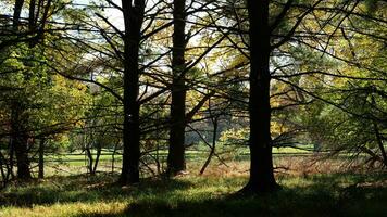 de mooi herfst visie met de kleurrijk bomen en bladeren in de park foto