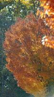 de mooi herfst visie met de kleurrijk bomen en bladeren in de park foto