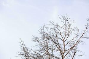 voorjaar weide met groot boom met vers groen bladeren foto