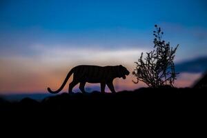silhouet van tijgerdier bij zonsondergangachtergrond