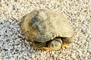 wild schildpad detailopname foto