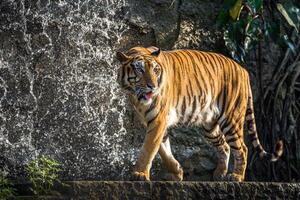 Aziatische tijger ontspannen in de sfeer van de natuur.