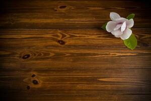 een roze bloem Aan een Afdeling van bloeiend magnolia Aan een houten tafel foto