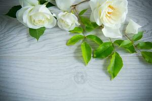 mooi wit zomer rozen, Aan een houten tafel foto