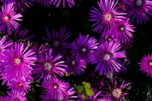 Purper bloemen zijn getoond in de donker foto