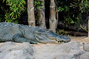 een groot alligator houdende Aan de grond in de buurt een boom foto