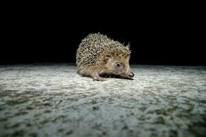 een egel is wandelen Aan de grond Bij nacht foto