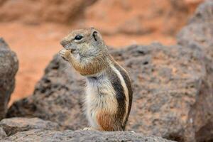 een chipmunk is staand Aan een rots foto