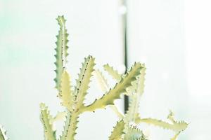 witte spookcactus, euphorbia lactea, selectieve focus foto