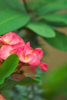 roze bloemblad bloem bloesem in de tuin foto