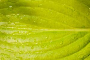 een dichtbij omhoog van een groen blad met water druppels foto