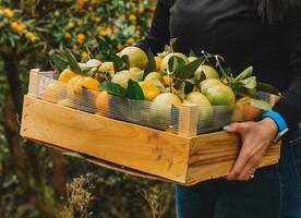 mandarijn plukken in de tuin voor achtergrond foto