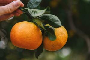 mandarijn plukken in de tuin voor achtergrond foto