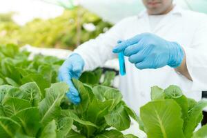 biologisch landbouw, salade boerderij. wetenschap boeren zijn controle water voorwaarden gedurende planten, controle voor pesticide residuen. hydrocultuur groente, ecologisch biologisch, gezond, vegetarisch, ecologie foto