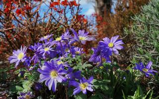 mooi blauw anemoon Apennijnen bloemen Aan groen gras achtergrond dichtbij omhoog. foto