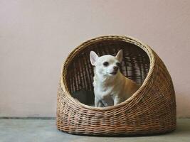 bruin kort haar- chihuahua hond zittend in rotan huisdier huis Aan cement verdieping en roze muur. foto