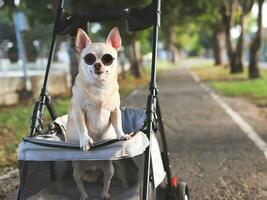 gelukkig bruin kort haar- chihuahua hond vervelend zonnebril, staand in huisdier wandelwagen in de park. glimlachen gelukkig. foto