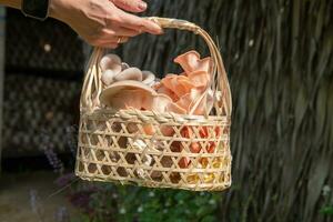 vrouw handen houden een mand met divers types van champignons. foto