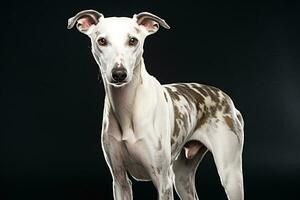 ai gegenereerd portret van een Whippet, dichtbij omhoog foto, neutrale licht. ai kunst foto