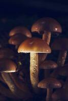 macro schot van klein champignons groeit in Woud foto