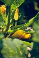 geel courgette fabriek in de tuin foto