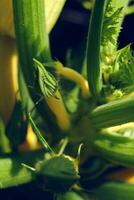 geel courgette fabriek in de tuin foto