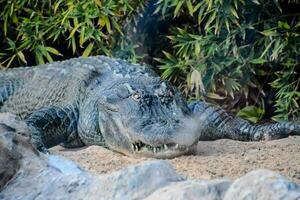 een alligator houdende Aan de grond in de zand foto