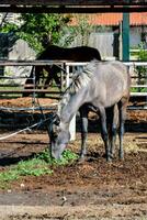 een paard aan het eten gras in een pen foto