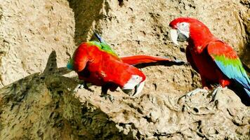 twee rood en groen papegaaien zittend Aan een rots foto