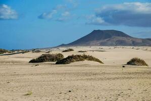 de woestijn is gedekt in zand en struiken foto