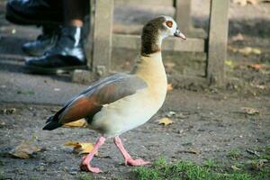 een dichtbij omhoog van een Egyptische gans foto