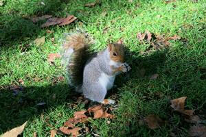 een visie van een grijs eekhoorn in een Londen park foto