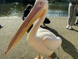 uitzicht op een pelikaan in londen foto