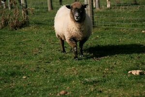 een viev van een schapen Aan een boerderij foto