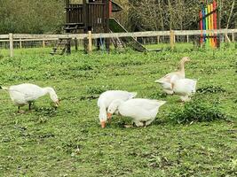 een visie van sommige wit ganzen in een boerenerf foto