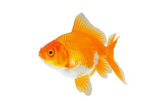oranda goudvis geïsoleerd Aan wit achtergrond dichtbij omhoog foto