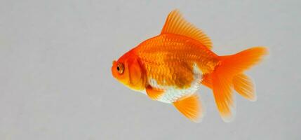 oranda goudvis in aquarium vis tank dichtbij omhoog foto