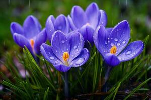 ai gegenereerd voorjaar bloemen van blauw krokussen met druppels van water foto