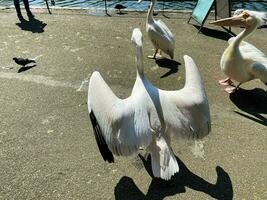 een visie van een pelikaan in een park in Londen foto