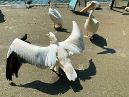 een visie van een pelikaan in een park in Londen foto