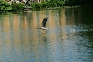 zicht op een grauwe gans foto