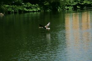 zicht op een grauwe gans foto