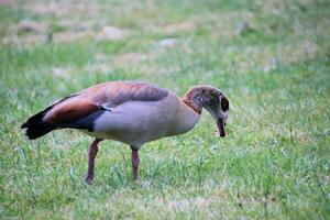 een weergave van een Egyptische gans in Londen foto