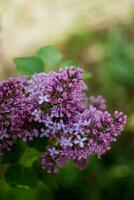 mooi Purper lila Bij sprintime Aan een wazig achtergrond, syringa vulgaris foto