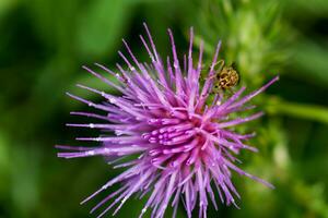 melk distel dichtbij omhoog met insect, silybum Marianum, kaart foto