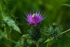 melk distel dichtbij omhoog met insect, silybum Marianum, kaart foto