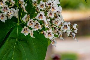 catalpa boom met bloemen en bladeren, catalpa bignonioides, catalpa speciosa of sigaar boom foto