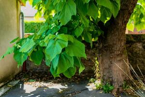 catalpa boom met bladeren, catalpa bignonioides, catalpa speciosa of sigaar boom foto