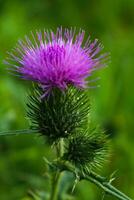 melk distel dichtbij omhoog, voor achtergrond, concept en illustratie, silybum Marianum, kaart foto