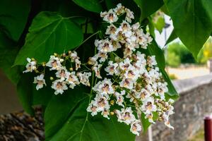 catalpa boom met bloemen en bladeren, catalpa bignonioides, catalpa speciosa of sigaar boom foto